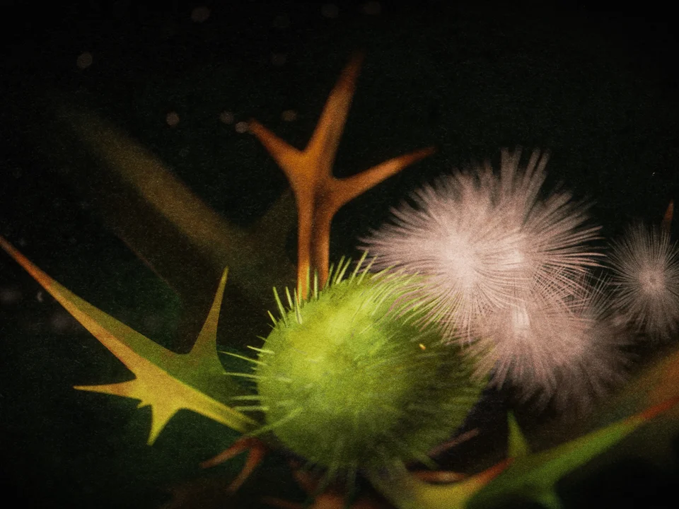 The Tale of Silyan End Titles - Gallery Image 5