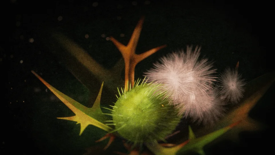 The Tale of Silyan End Titles - Gallery Image 5